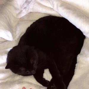 Meet your Posher, Livy